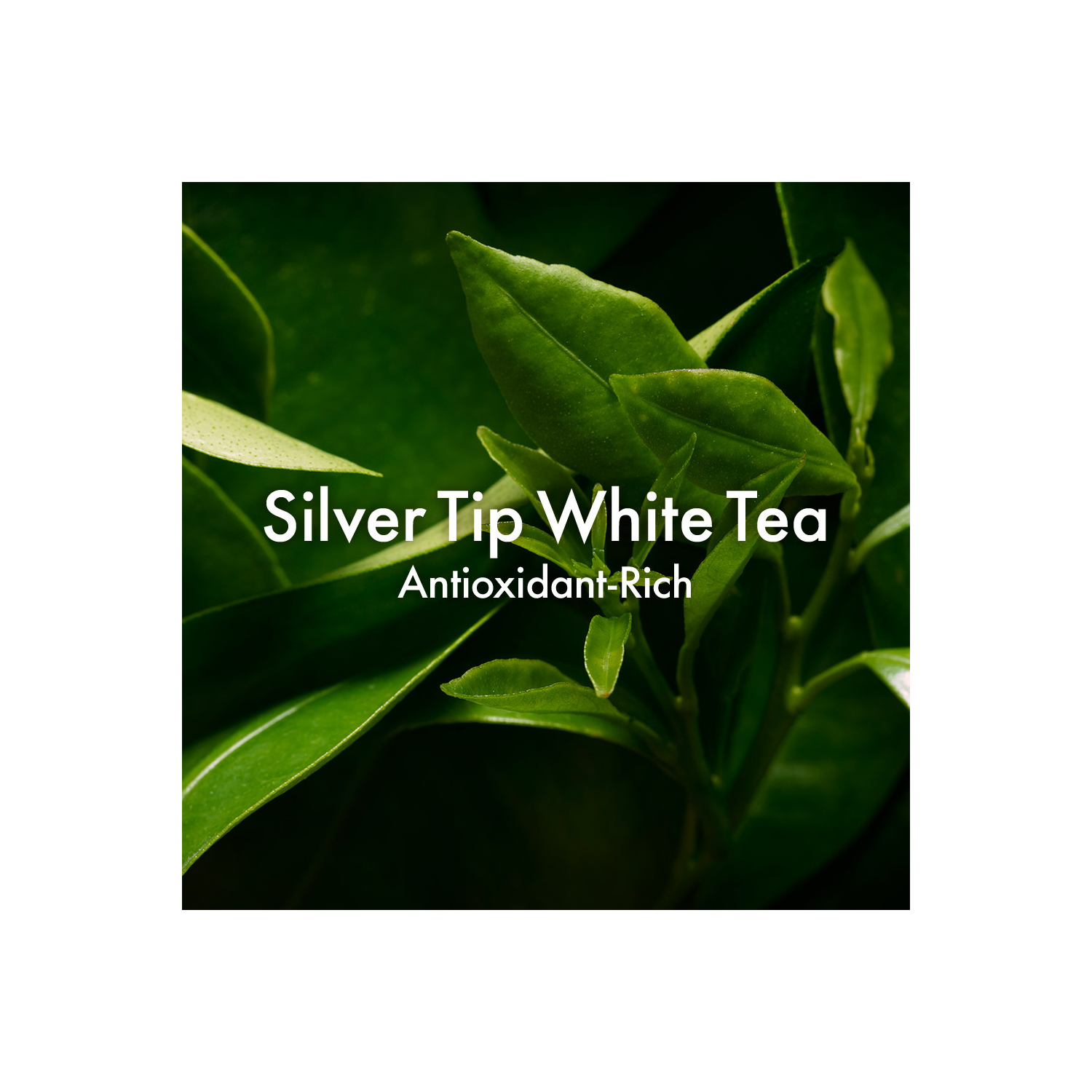 A Perfect World™ Antioxidant Cleanser with White Tea