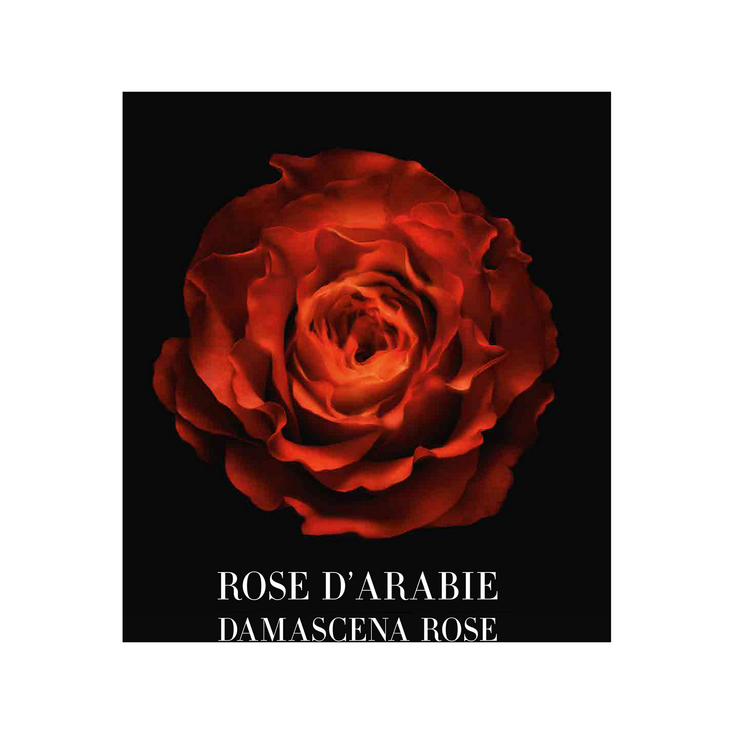 Rose D’Arabie