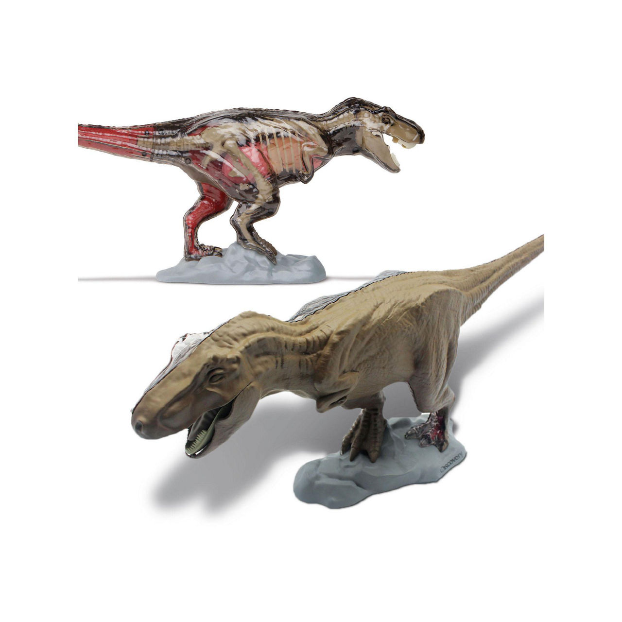 FAO SCHWARZ Discovery 4D T Rex Anatomy Kit