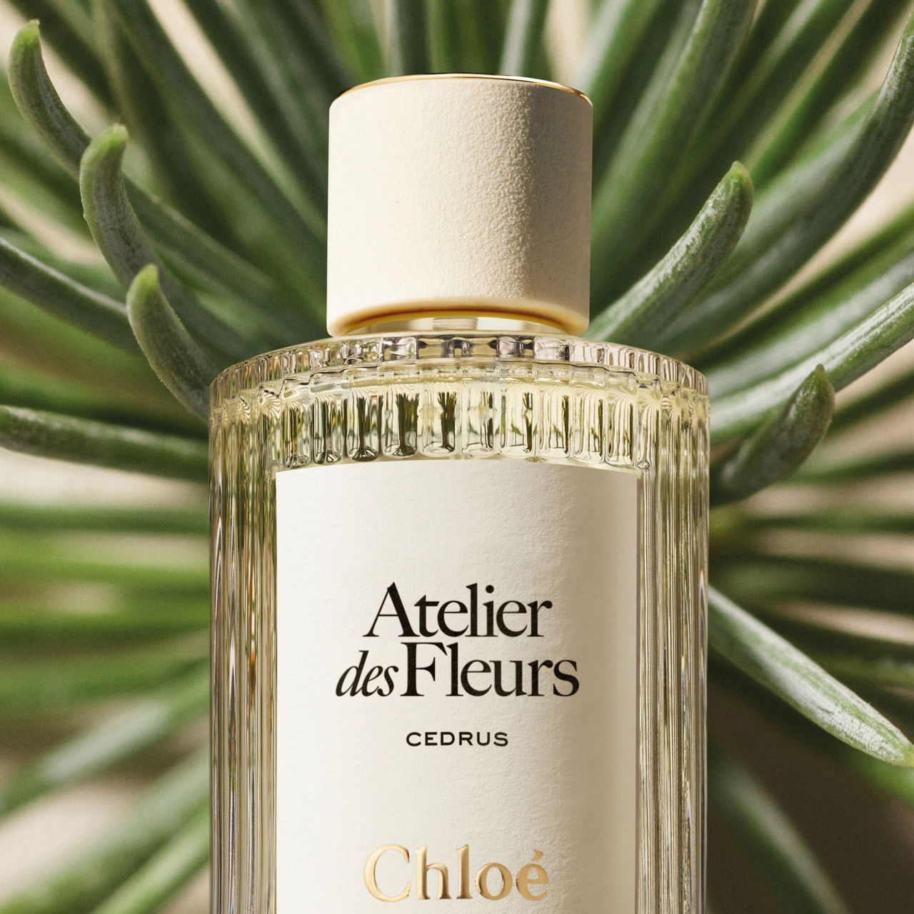 CHLOE ATELIER DES FLEURS Cedrus Eau de Parfum No Colour